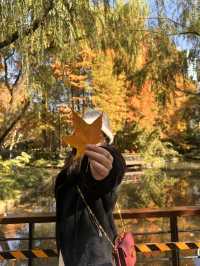 不誇張!本週上海最美的賞秋路線