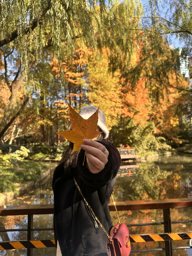 不誇張!本週上海最美的賞秋路線 不誇張!本週上海最美的賞秋路線