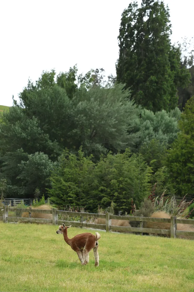 誰懂啊!在新西蘭坐上蒸汽船,像闖進童話世界 誰懂啊!在新西蘭坐上蒸汽船,像闖進童話世界