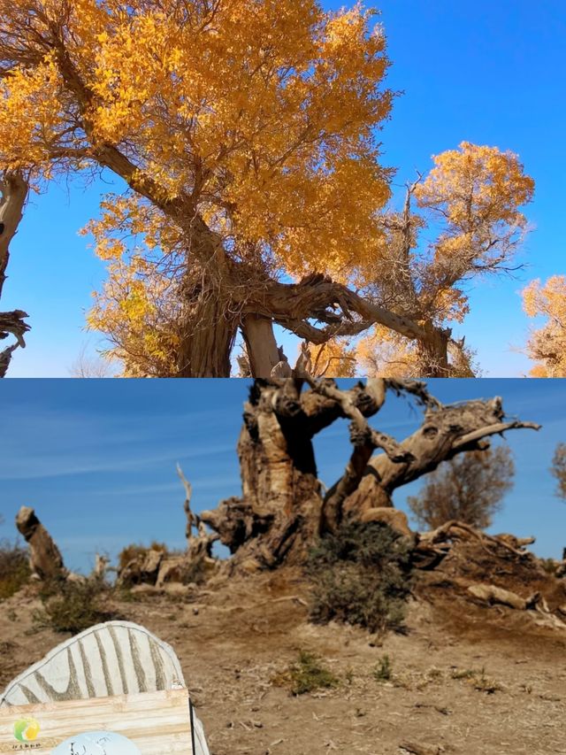 胡楊林裡,尋找失落的地平線 胡楊林裡,尋找失落的地平線