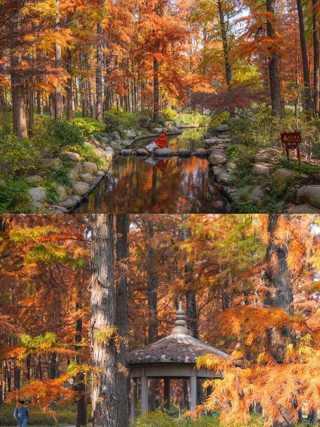 上海賞秋天花板!共青森林公園保姆級機位+路線圖,錯過等一年! 上海賞秋天花板!共青森林公園保姆級機位+路線圖,錯過等一年!