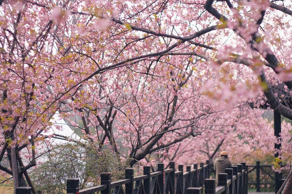 春に行く・顧村公園でピンクの桜と満開の出会い》 | Trip.com 上海
