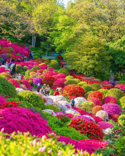 根津神社のツツジが満開、ピンクの花海が期間限定で咲き誇る | Trip