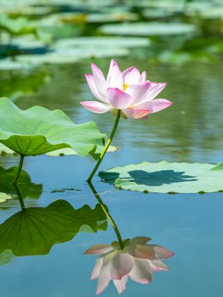 南陽趙河公園｜夏日限定荷塘盛宴