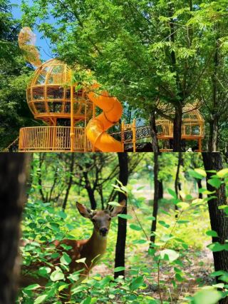 페이시안 석림: 4억 년의 세월이 빚어낸 이멍의 지질학적 경이로움. 이멍산맥 깊숙한 곳에는 4억 년에 걸쳐 형성된 돌의 바다, 페이시안 석림이 자리하고 있습니다.