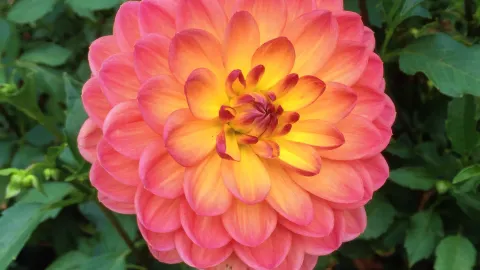 Longwood Gardens | step into the world of oil paintings — traveler post in Chester County