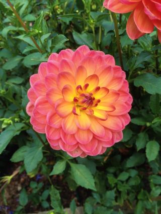 Longwood長木花園 | 闖入油畫世界