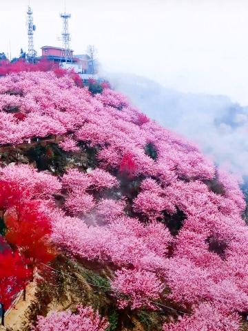重慶猫山桜博園｜3000エーカーの茶畑と桜の海、春のロマンチックな花見