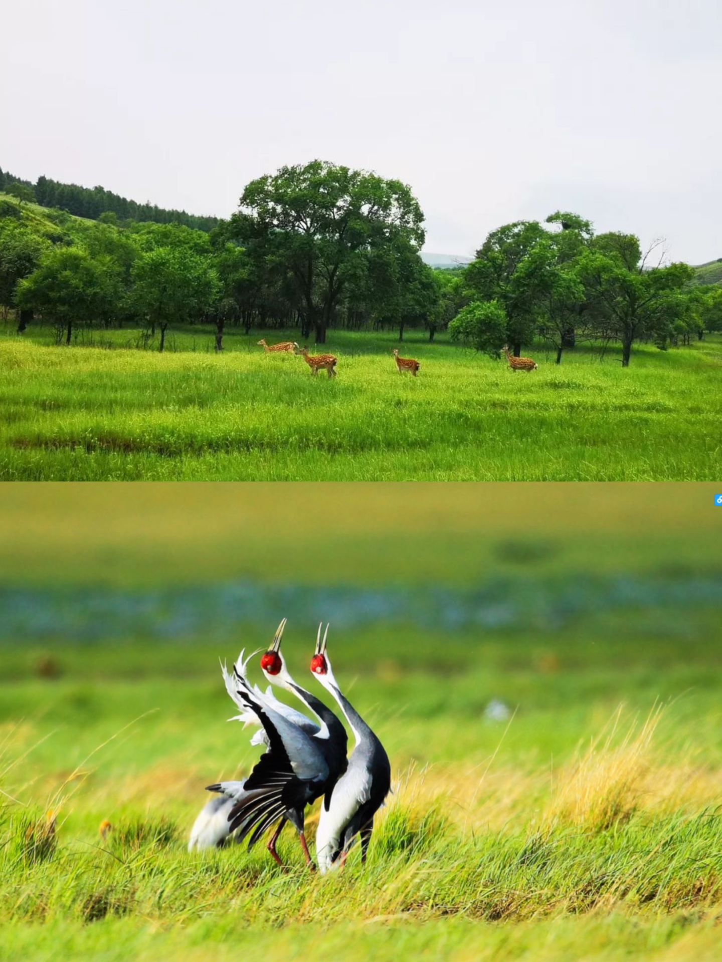 Celebrate the holidays and discover the wild side of Xilingol
