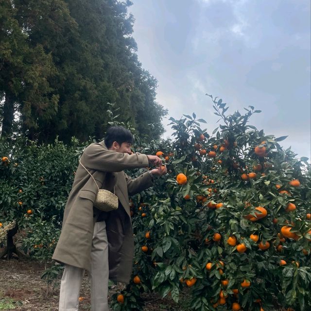 겨울 제주는 겨울왕국