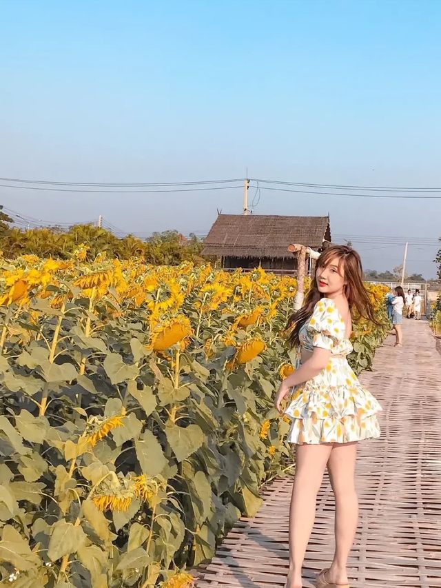 ทุ่งแสงตะวันกับภูไพรพรรณ เชียงใหม่☀️🌈 ทุ่งแสงตะวันกับภูไพรพรรณ เชียงใหม่☀️🌈