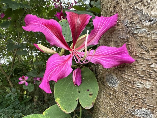 本地遊 | 香港濕地公園 | 季節限定橙紅色落羽松