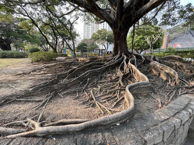 九龍城廣場旁邊嘅賈炳達道公園