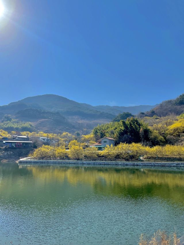 주말에도 사람 없는 꽃놀이 스팟을 원해? 그렇담 바로 여기💛