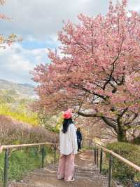 벚꽃에 둘러쌓여 미끄럼틀 타기🌸