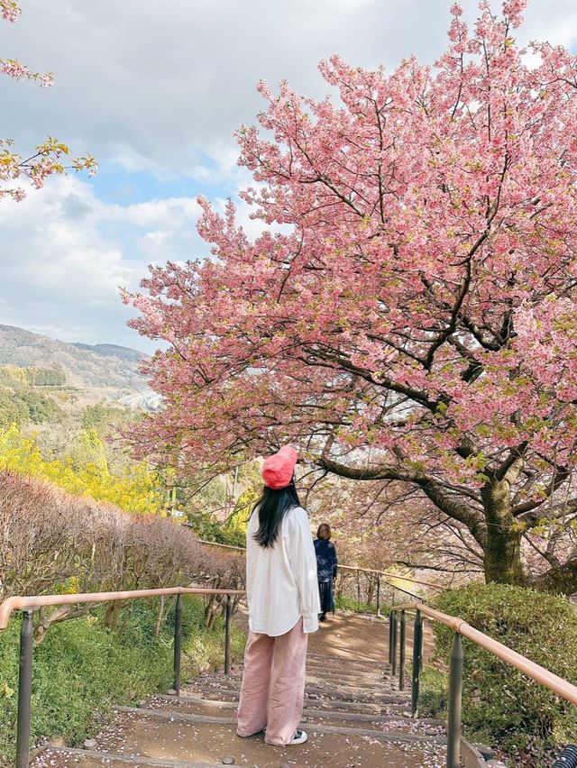 벚꽃에 둘러쌓여 미끄럼틀 타기🌸