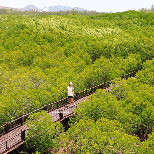 เส้นทางศึกษาธรรมชาติ วนอุทยานปราณบุรี