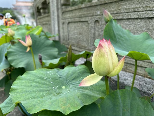 香港遊 | 大嶼山 | 寶蓮禪寺 | 香港荷花節 (上)