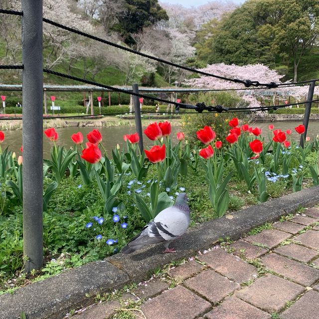 【静岡】蓮華寺池公園