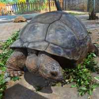 台北必去景點-台北巿立動物園
