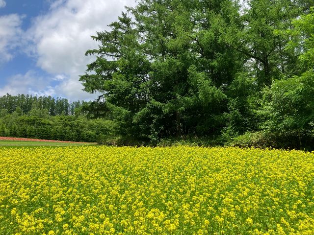 富良野薰衣草花田之王「富田農場」：必去打卡點，薰衣草控必朝聖！