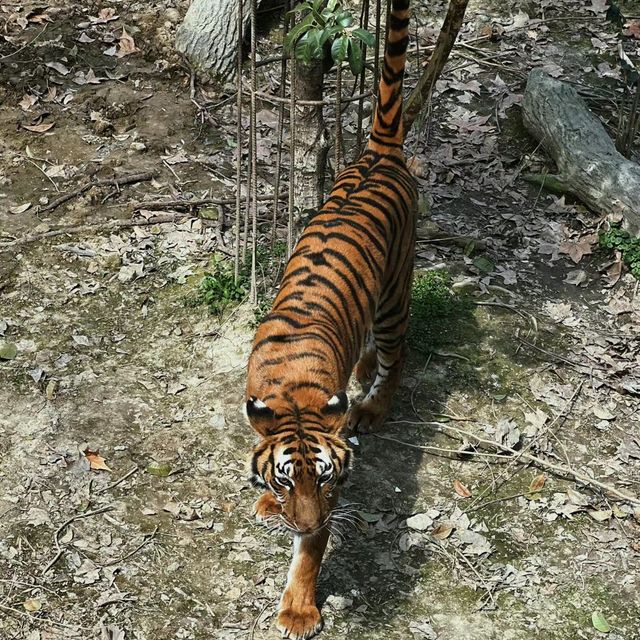 愛媛県立Tobe 動物園 🐼🌴與可愛動物的奇幻相遇