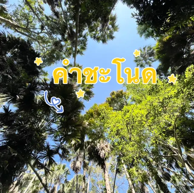 🏝️🌾คำชะโนดดินแดนตำนานพญานาค🌿🌳