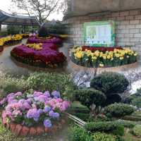 晨運緩跑~心曠神怡~花悅滿城~元朗公園