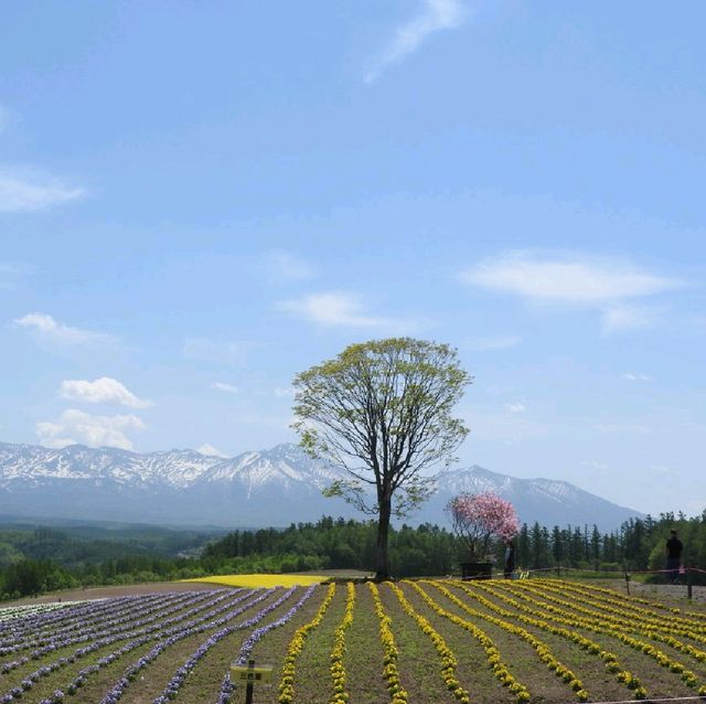 四季彩之丘 感受🌼海的魅力