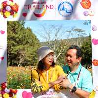 ทุ่งดอกกระดาษ อุทยานแห่งชาติภูหินร่องกล้า