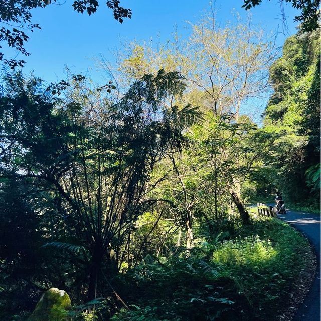 百吉林蔭隧道