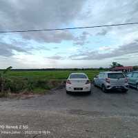 Green Grass of Paddy Field, Natural Beauty 