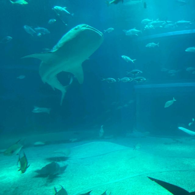 イトマキエイの観察ができるのは世界中探しても海遊館のみ！