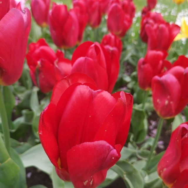 botanica garden lasi romania