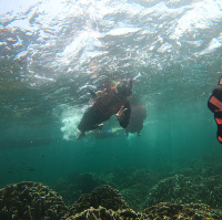 Lipe EP สุดท้าย 💗🐟🐳🐠🌊