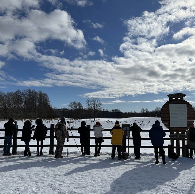【北海道】タンチョウの聖地！鶴居・伊藤タンチョウサンクチュアリ