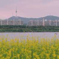 서울 유채꽃 명소 한강 서래섬 