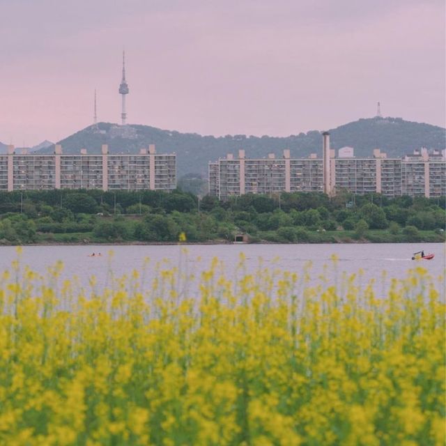 서울 유채꽃 명소 한강 서래섬 