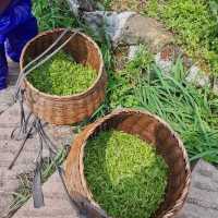 Understand tea culture at Longjing village 