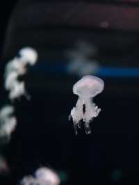 親子週末好去處｜歡樂海岸海洋奇夢館🌊