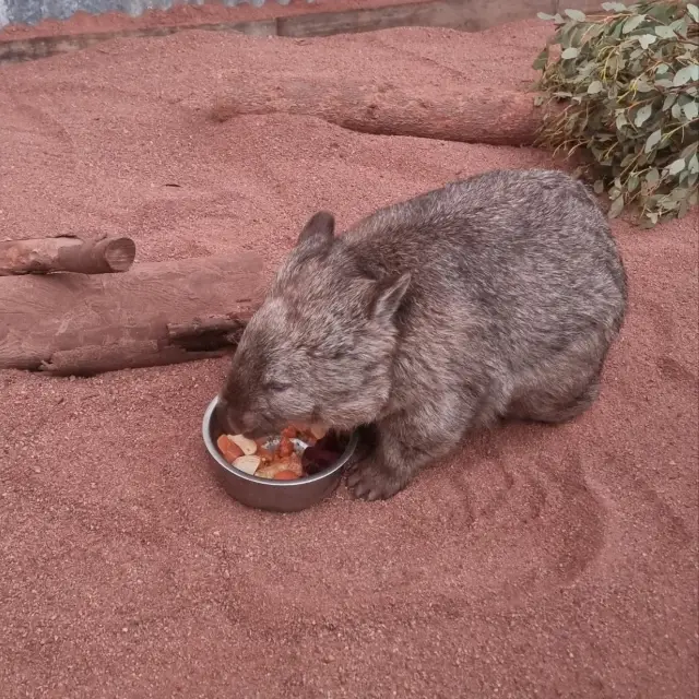 caversham wildlife park in Perth