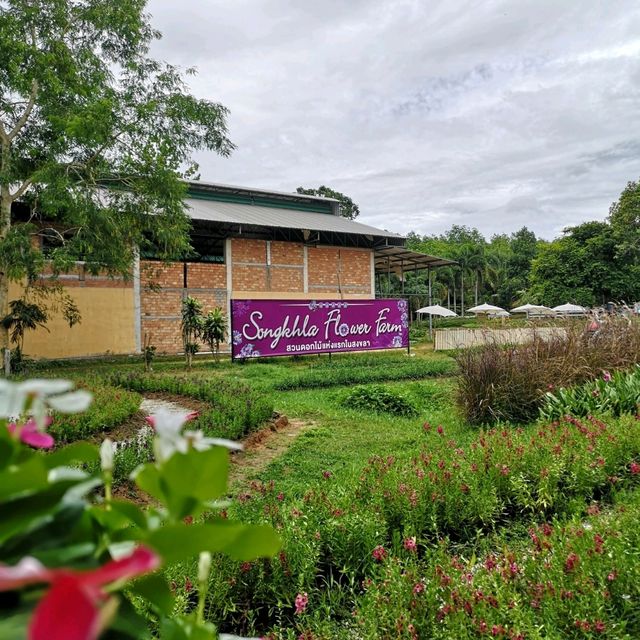 Songkhla Flower Farm