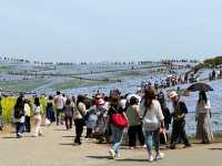 關東整片藍海~常陸海濱公園粉蝶花