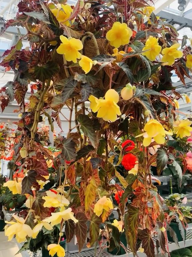神代植物公園～大自然的綠寶石💚🌿🌺
