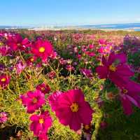 Kochia season and Apple picking 