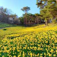 곧 시작되는 수선화 축제🌼