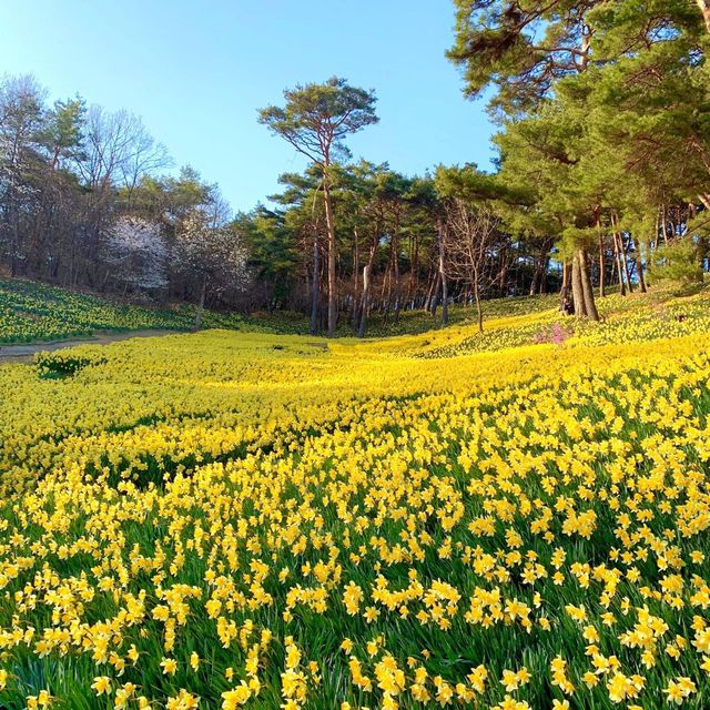 곧 시작되는 수선화 축제🌼
