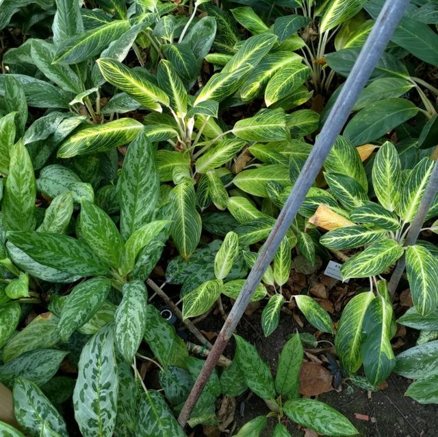 台中 國立自然科學博物館植物園

