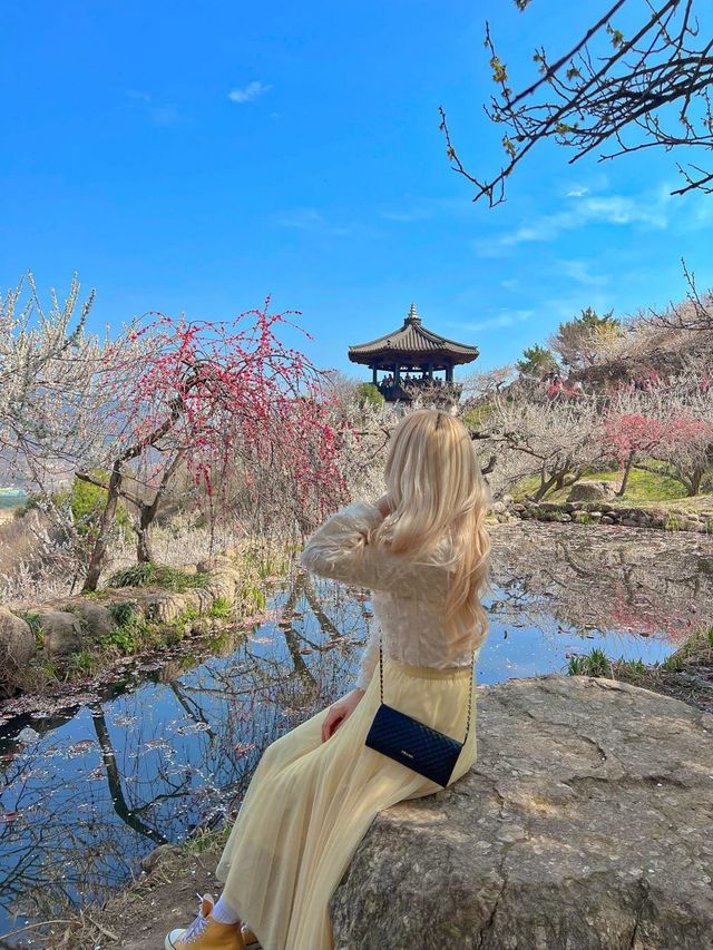 광양 매화마을🫶🏻