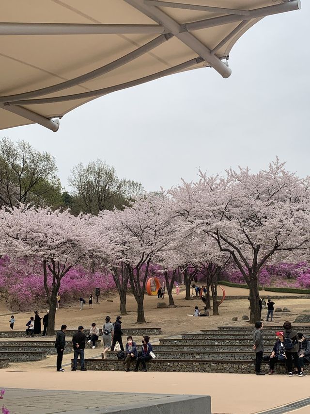 부천 진달래 하면 바로 이 곳! 진달래 축제가 열리는 곳!🌸 [부천_진달래동산]